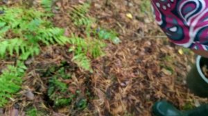 Vlog еду за грибами видео Sofia Chill