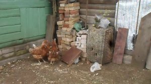 Жизнь кур. Часть вторая: Молодки
