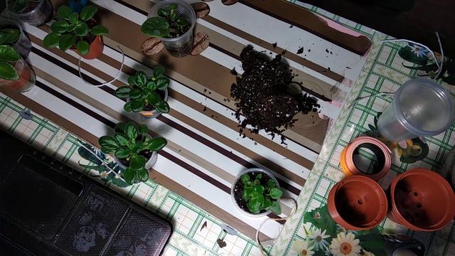 Довгий робочий процес))пересадка мінісенполій, переведення фіалки на фітиль смотреть онлайн