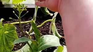 Поливаю огурцы холодной водой ?