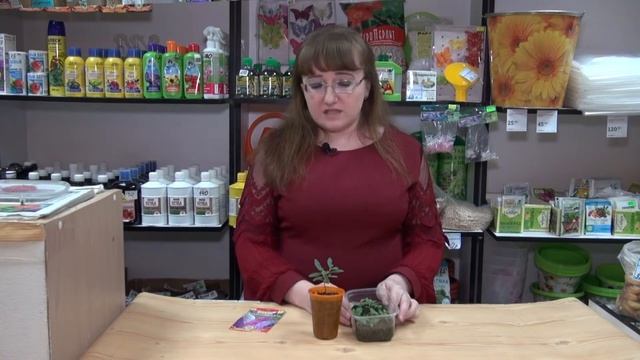 Посев Будлеи семенами смотреть онлайн