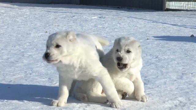 Белый Лекарь | Щенки среднеазиатской овчарки | помет "К" смотреть онлайн