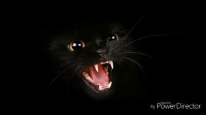 Стасис , кошка Дуся и папугай Розела