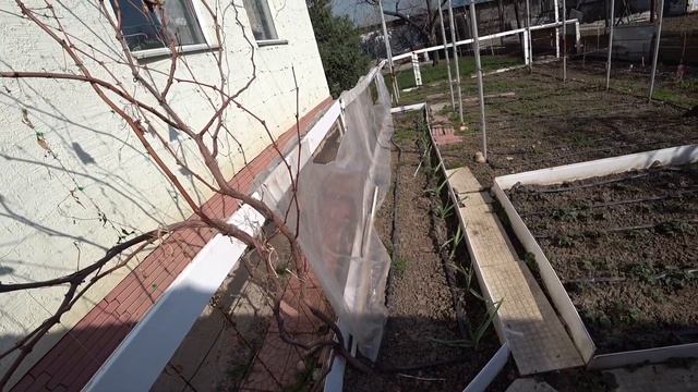 Капельный полив. Полив огорода капельным орошением. Мой огород. Как работает капельная лента.