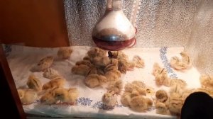 инкубация перепелов и Джерсийского гиганта итог.