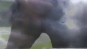 Самые красивые лошадь в мире это-Арабская лошадь