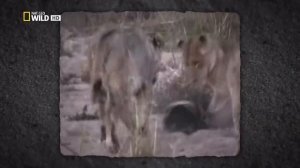 Медоед против львов