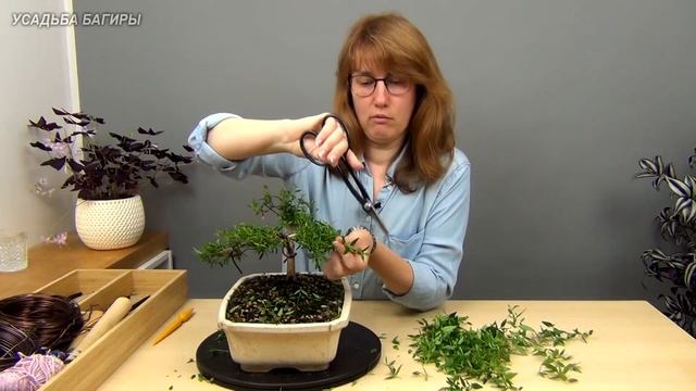 Бонсай из мирта (ч.5). смотреть онлайн