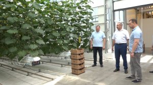 Глава района посетил тепличный комплекс КубаньПродукт в хуторе Оазис.