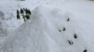 Подготовка кустовых роз на зиму: обрезка и укрытие. Цветоводство. Дачная жизнь.
