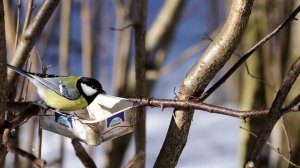 Большие синицы кормятся, конфликтуют. Parus major. Птицы на кормушке.