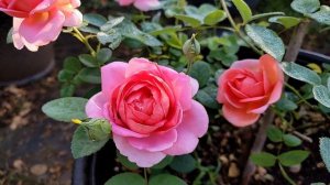 David Austin rose - The Endeavor, May 2021