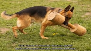 Как научить собаку командам в домашних условиях