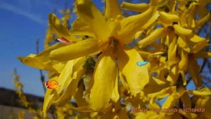 Форзиция промежуточная Линвуд Голд (lynwood gold) ? обзор: как сажать, саженцы форзиции Линвуд Голд