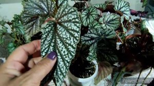 Декоративно лиственные бегонии, красота листьев!!!