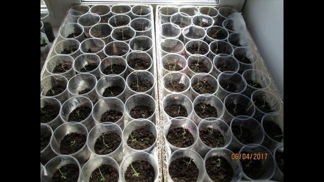 Картофель семенами. Сорт ДЕВА. Фото. смотреть онлайн