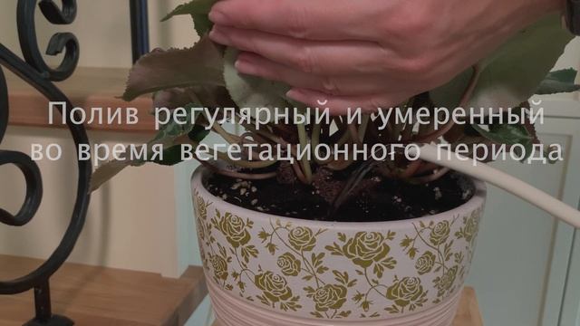 №17. Цикламен. Основные правила ухода.
