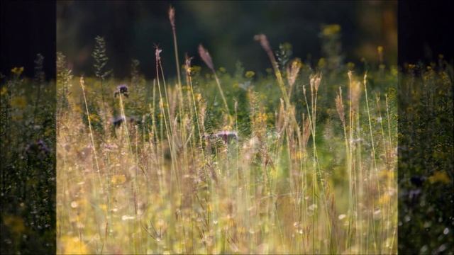 Эдвард Григ - Утро / Edvard Grieg - Morning Mood смотреть онлайн