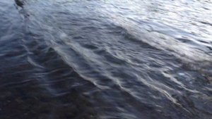 Река Сал, рыбалка на судака 4