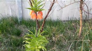 Как цветёт Царская корона...\How does the Royal Crown bloom ...