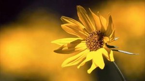 Необычайно красивые заставки