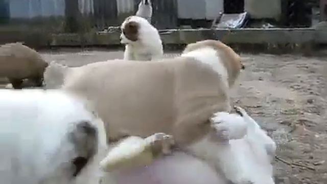 Кучуклар смотреть онлайн