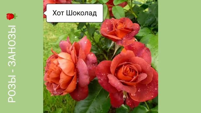 Новая клумба с розами в тёплой гамме. Продолжаю собирать пазлы из роз. #розы #розывсаду
