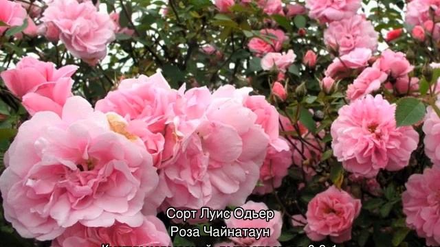 Парковая роза: посадка и уход в открытом грунте смотреть онлайн