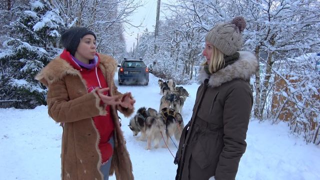Хаски питомник СПб HuskyBeat | катание на собачьих упряжках | #Авиамания