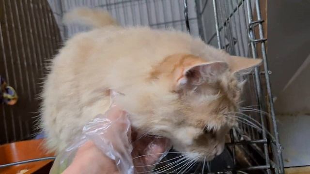 Тыквин смотреть онлайн