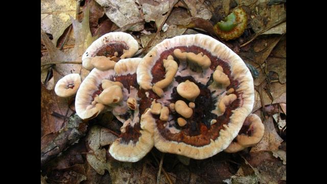 Hydnellum scrobiculatum смотреть онлайн