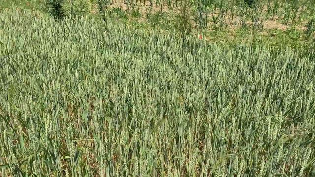 Як виглядає пшениця🌾 Без кореневого підживлення селітрою або карбамідом, на 5-те червня 2023р
