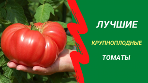8 лучших крупноплодных томатов для открытого грунта и теплиц