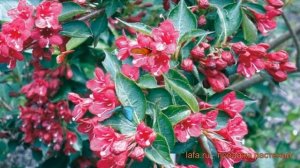 Вейгела цветущая Бристол Руби (bristol ruby) ? обзор: как сажать, саженцы вейгелы Бристол Руби