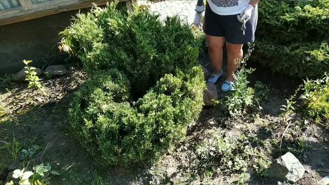 Садовый топиарий , можжевельник казацкий Вариегата смотреть онлайн