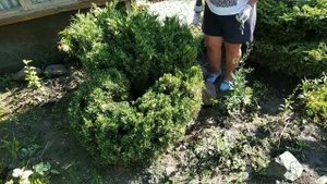 Садовый топиарий , можжевельник казацкий Вариегата