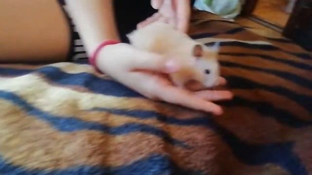 ХОМЯК УБЕЖАЛ! ??УПАЛА И ЗБЕЖАЛА☹️ГДЕ НАЙТИ? смотреть онлайн