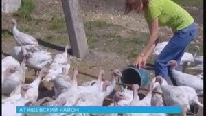 В Атяшевском районе появилась индюшиная ферма