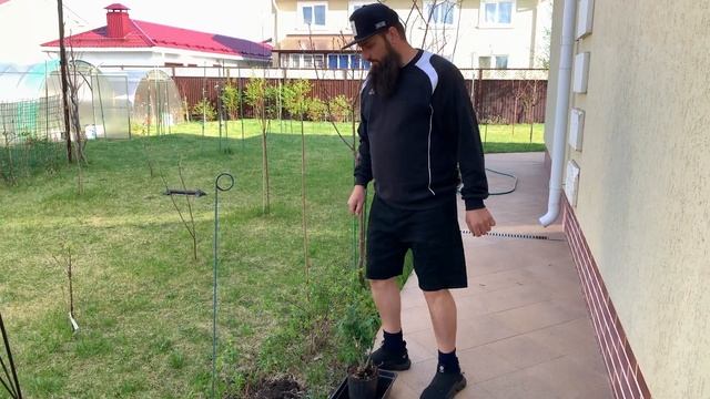 САЖАЕМ РОЗЫ СОРТОВЫЕ В НАШЕМ САДУ Как посадить розу весной  Супер способ