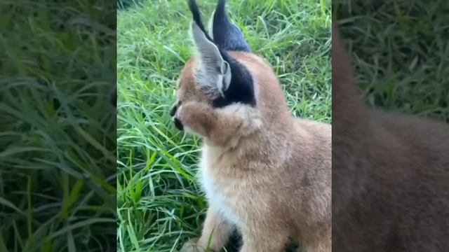 Caracal Floppa Cat🐱🐱||So Beautiful||So Attractive|