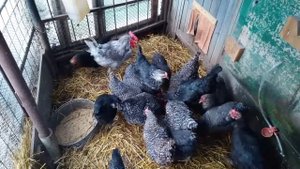 Как несутся куры Доминанты после линьки.