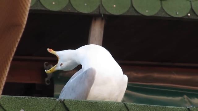 Болгарская Чайка ржет !!! смотреть онлайн