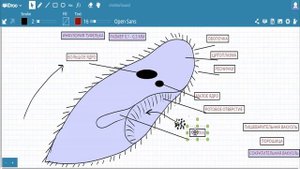 Инфузория туфелька строение