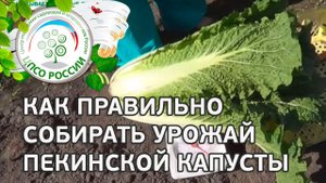 Как правильно собрать пекинскую капусту. Выращиваем капусту пекинскую.