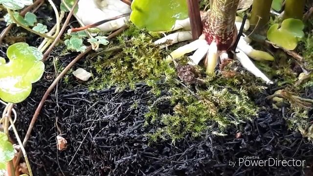 ОРХИДЕИ выращивание домашних условиях. Горшок для орхидеи, как посадить орхидею. Дендробиум. смотреть онлайн