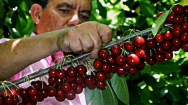 ЧЕРЕШНЯ ?. Чем полезна черешня и кому противопоказана.