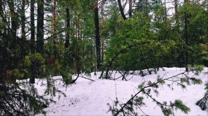 Голос дятла в зимнем лесу | Звуки природы | Голоса птиц | Woodpecker