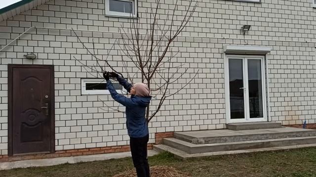 Вишня Шпанка -обрезка осенью /Правила обрезки вишни смотреть онлайн