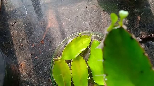 How to grow Bryophyllum in water by leaf cutting method, #Bryophyllum смотреть онлайн