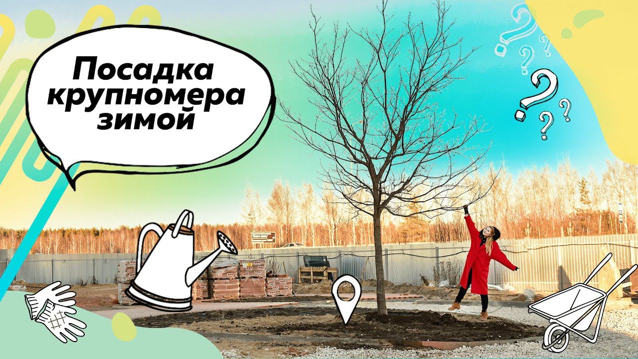 Посадка Крупномера | Дуб Красный | Посадка крупных деревьев